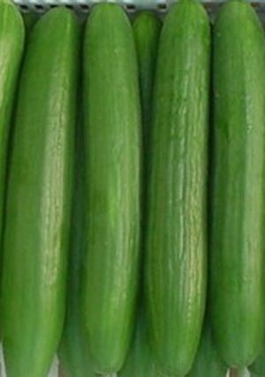 Una foto de Aceite de menta y pepino