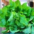 Helado de menta