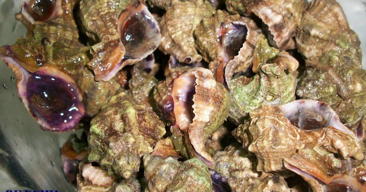Caracolas del Mar Menor cocidas Receta de penchi briones garcia- Cookpad