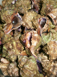 Una foto de Caracolas del Mar Menor cocidas