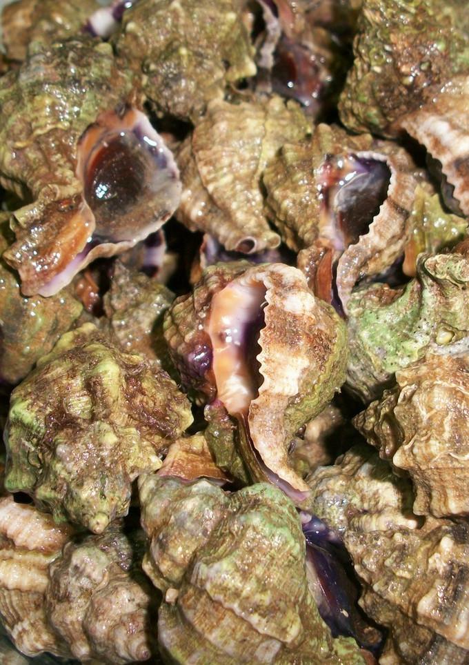 Una foto de Caracolas del Mar Menor cocidas