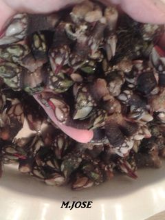 Una foto de Cocer percebes