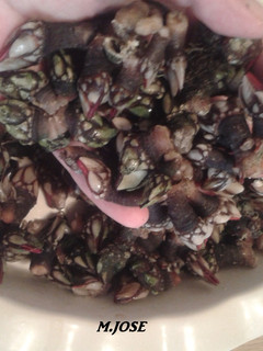 Una foto de Cocer percebes