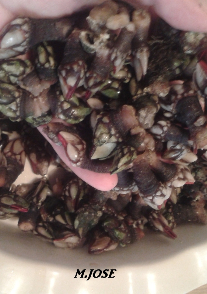 Una foto de Cocer percebes