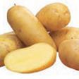 Patatas Ratte