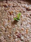 Risotto al Torrontes
