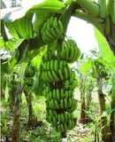 Ensalada fría de Banano verde
