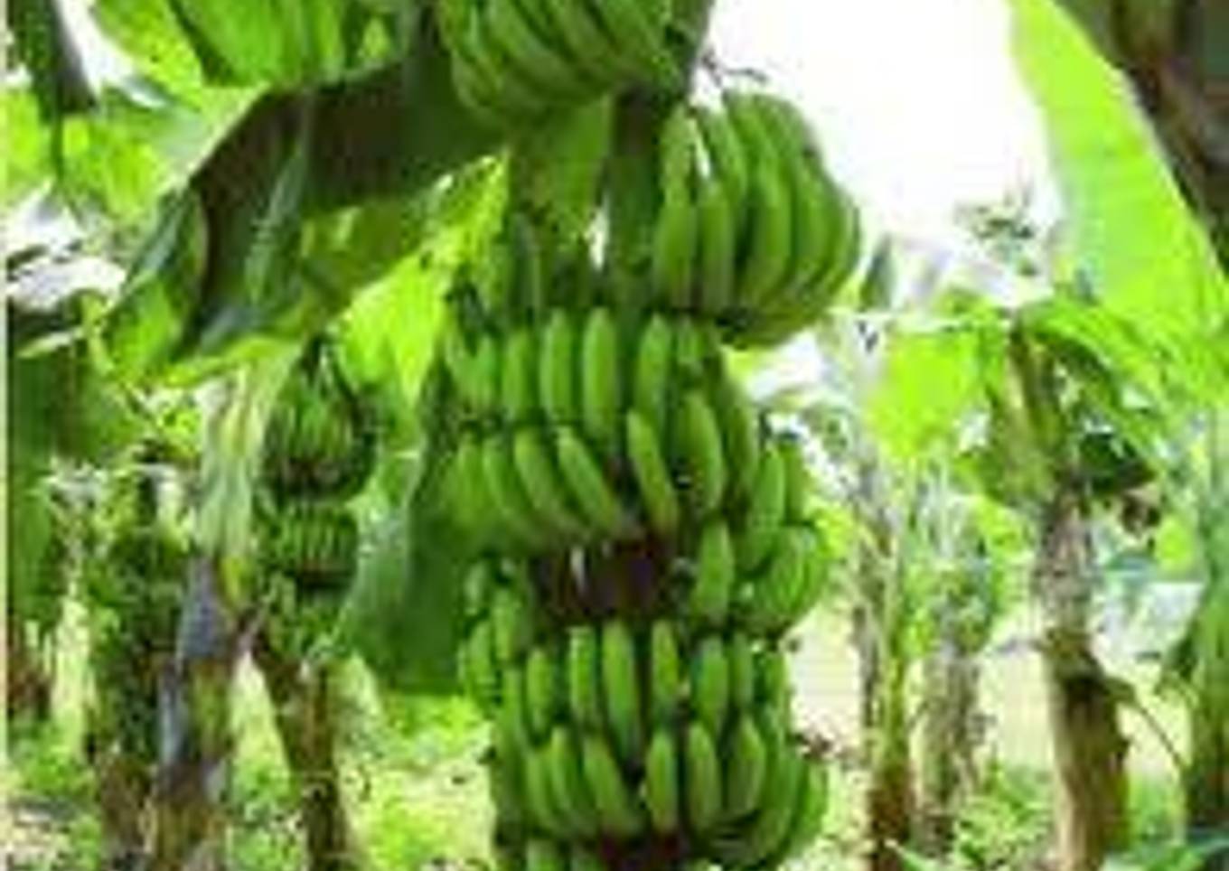 Ensalada fría de Banano verde