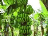 Ensalada fría de Banano verde
