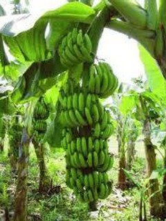 Una foto de Ensalada fría de Banano verde