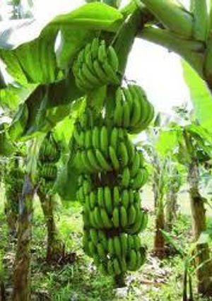 Una foto de Ensalada fría de Banano verde