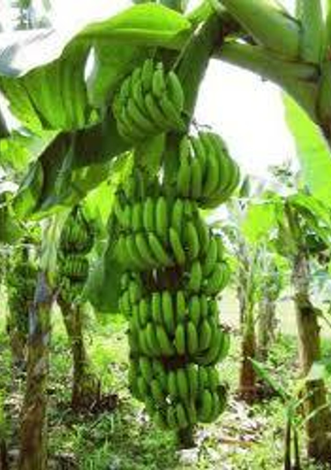 Una foto de Ensalada fría de Banano verde