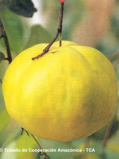 Una foto de POSTRE DE ARAZÁ