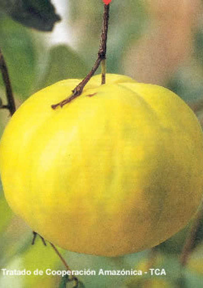 Una foto de POSTRE DE ARAZÁ