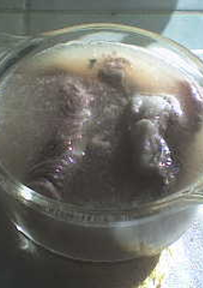 Una foto de Marinada para una Carne Asada