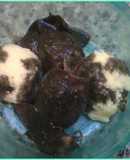 Puré de patatas bañado con chipirones en tinta