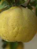 Ate Membrillo