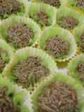 Brigadeiros de chocolate