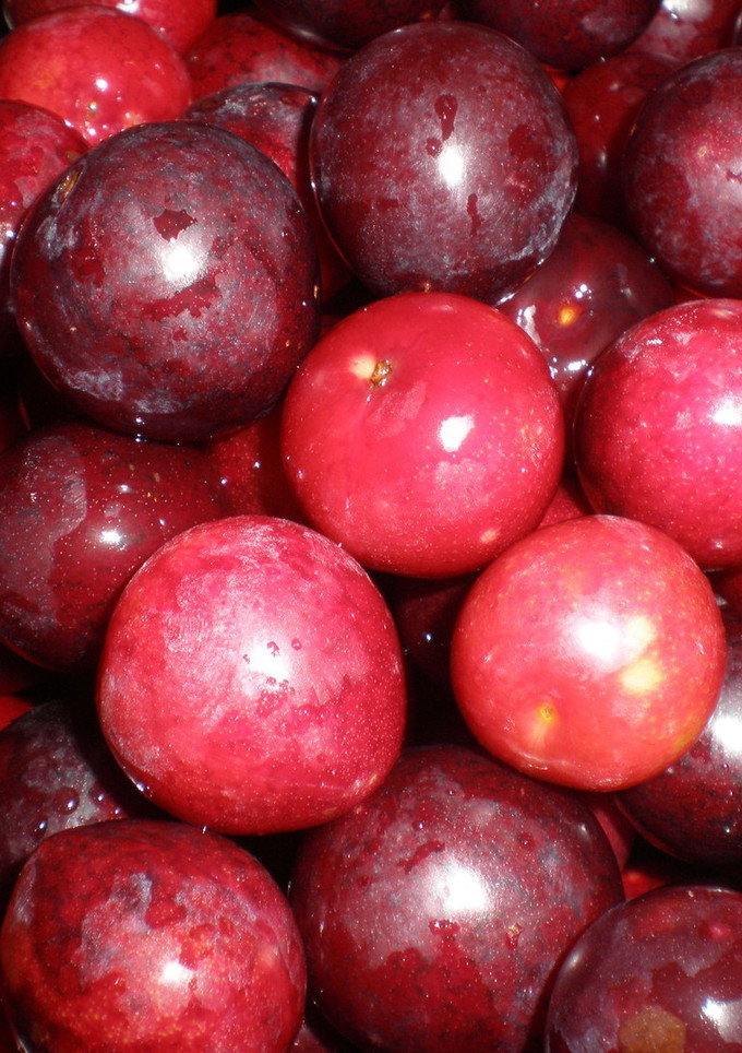 Una foto de Mermelada de ciruelas rojas