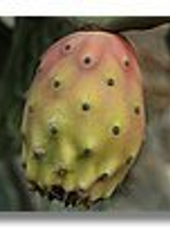 Una foto de Sorbete de higo chumbo