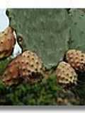 Sorbete de higos chumbos murcianos