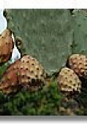 Una foto de Sorbete de higos chumbos murcianos