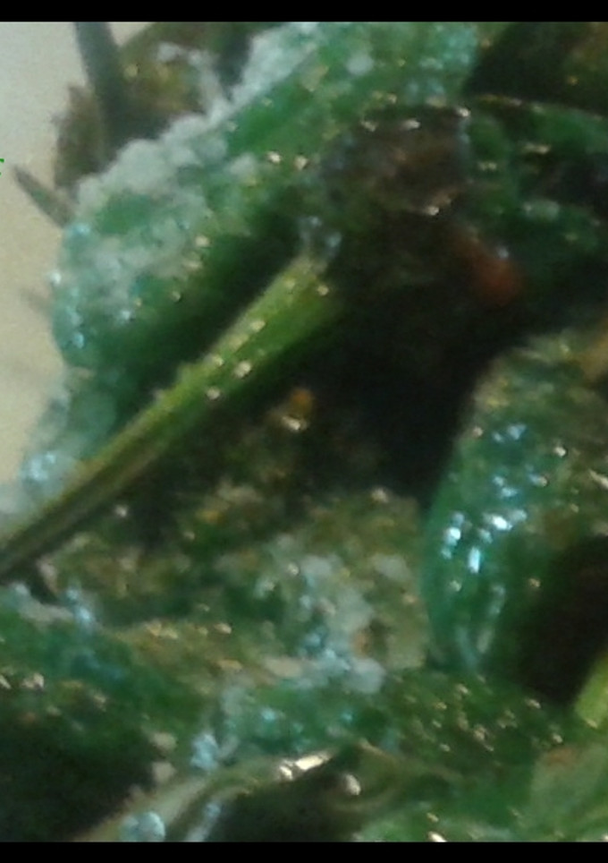 Una foto de Pimientos fritos de padrón