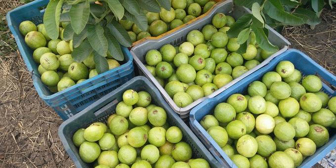 अमरूद के उपयोग | Amrud Khane ke Fayde aur Nuksan - अमरूद खाएं रोग भगाएं  (Health Benefits Of Guava) | अमरूद के उपयोग link--  https://youtu.be/WSWpVDnDmQw #ayurvedalifestyle #ayurvedatreatment  #ayurvedic #ayurveda ...