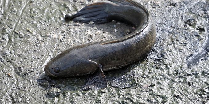 Munder Fish 4 great ways to cook Mud Fish - Cookpad