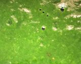 A picture of step 1 of Palak khandvi.