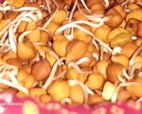 पौष्टिक स्प्राउट्स चना चाट। (paushtik sprouts chana chat recipe in Hindi) रेसिपी चरण 1 फोटो
