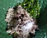 Foto langkah ke 3 dari resep Cilok Bandung isi ayam.