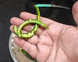 A picture of step 1 of Instant Green Chilli Pickle.