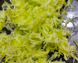 A picture of step 2 of Kacha papaiya nu chhin / raw paw paw stir-fry.