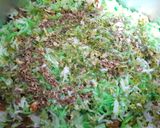 A picture of step 12 of Veg Dum biryani.