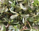 A picture of step 2 of Purslane, Pear, and Feta Salad.