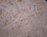 A picture of step 2 of Gobhi ka paratha.