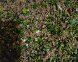 A picture of step 4 of Beef qeema samosa.