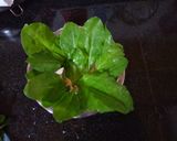 A picture of step 1 of Baked Spinach Chips.