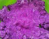 A picture of step 2 of Purple Sweet Potato Bubur Candil / Biji Salak.
