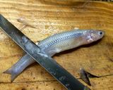 Foto del paso 5 de la receta: Técnicas de cocina: Limpiar el pescado