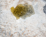 Foto del paso 5 de la receta: Empanadas armenias, fatay, árabes, sfija
