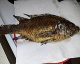 Foto del paso 9 de la receta: Mojarra frita 🐟