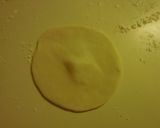 A picture of step 14 of Pork Dumplings ☆ Steamed & Fried Gyoza.