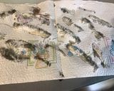 Une image de l'étape 1 de Sardines farcies épices et persillade (recette plancha).
