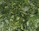 A picture of step 2 of Methi.