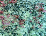 Foto del paso 5 de la receta: Ostiones Rockefeller al estilo Sonorense