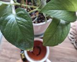 عکس مرحله 1 از دستور چای هل،دارچین