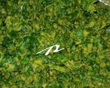 A picture of step 2 of Spinach fritters / Palak wadi.