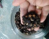 Foto langkah ke 7 dari resep Beng-beng cookies / kacang coklat.